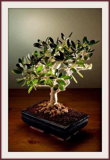 bonsai olive tree, olive bonsai trees