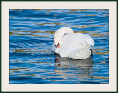 White Swan, White Swan cleaning himself