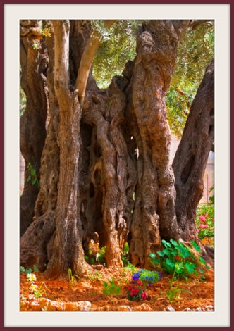 olive tree, ancient olive tree