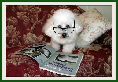 cute dog with glasses