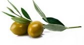 olives olives
