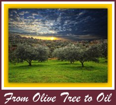 olive trees